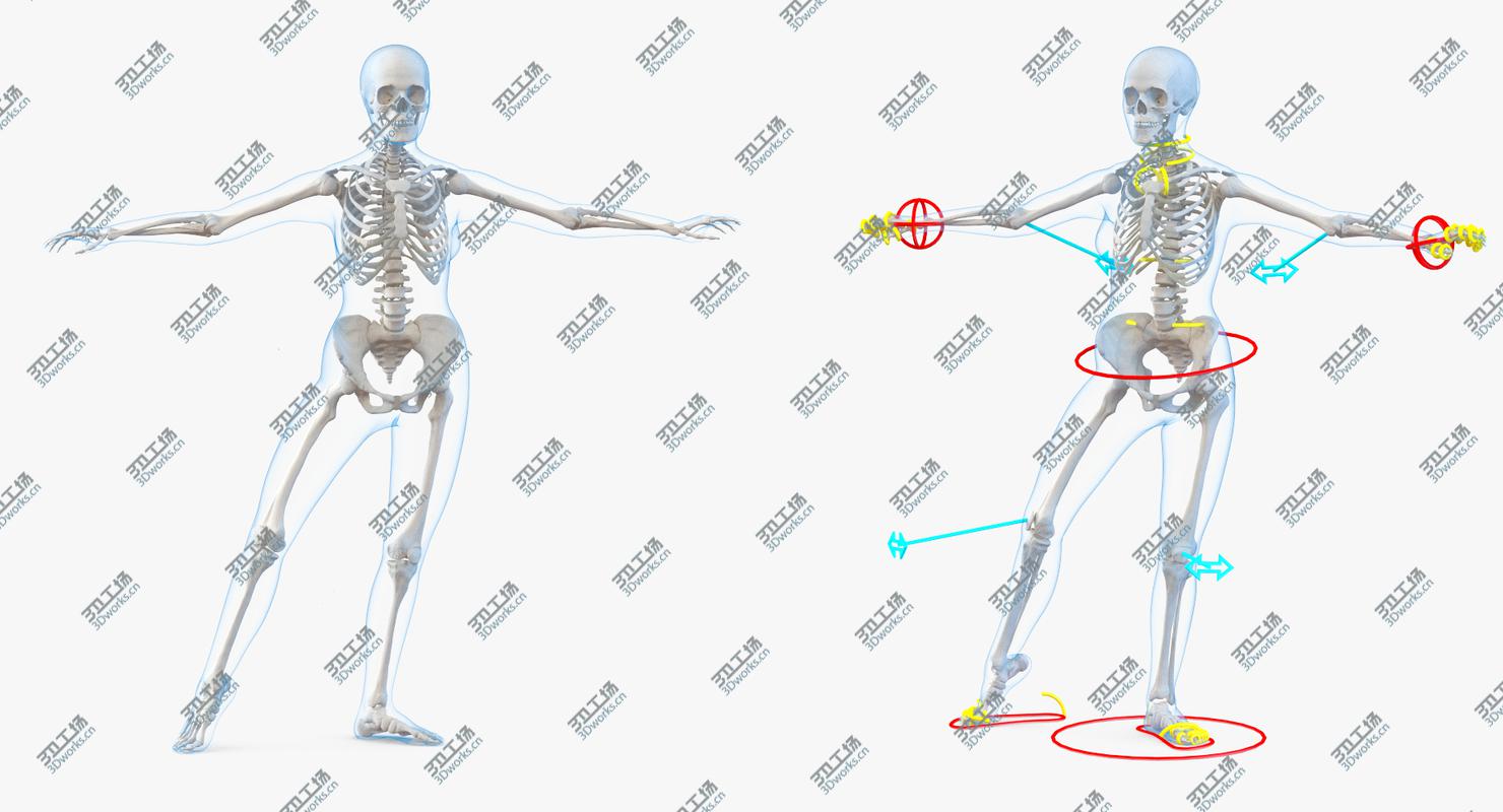 images/goods_img/20210319/Male  and Female Bodies with Skeletons Rigged Collection 3D/4.jpg